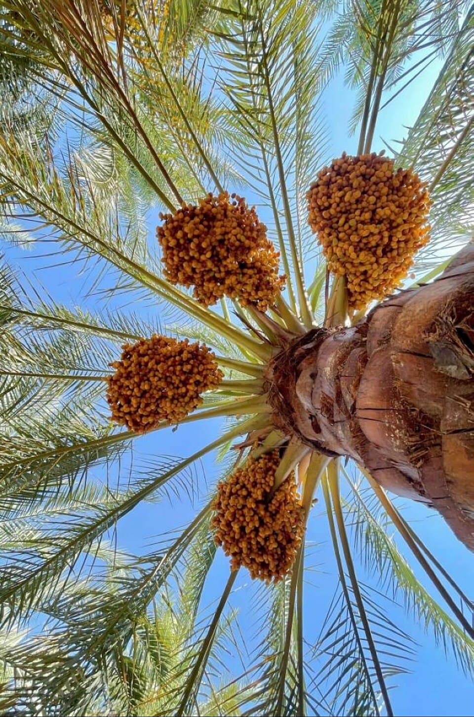 عذوق رطب برحي ذهبية على النخلة